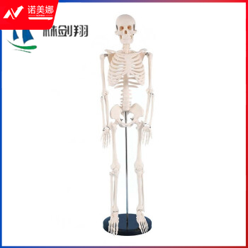 林剑翔 人体骨骼模型 全身骨架展示教学模型85cm LJX-520