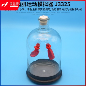 机灵 YZY087 膈肌运动模拟器 J3325 模型  教学仪器
