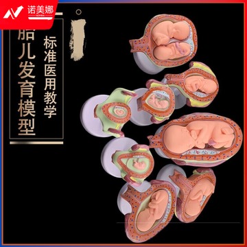 水木风 2631236 装置 人体胚胎发育模型 妊娠胚胎发育过程 怀孕十月胎儿模型 医学教学 安全用仪器