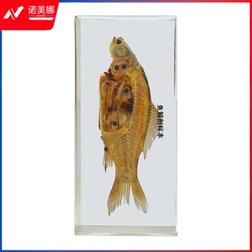 中元生物/ZYBio 望海楼 包埋鱼解剖标本 初中生物教学仪器