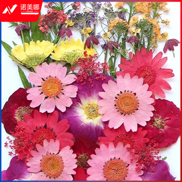 国标 干花花材 圣诞花火