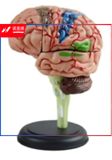 上海康人-4D脑解剖模型（32部件）