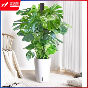 图形品牌 短云龟背竹大型盆栽室内客厅植物办公室绿植净化空气80CM