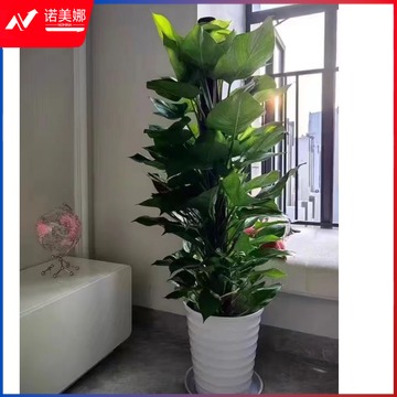 图形品牌 大型绿植盆栽室内客厅办公室除甲醛四季绿植 大叶绿萝