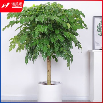 恒品 幸福树 教具/装具及动植物