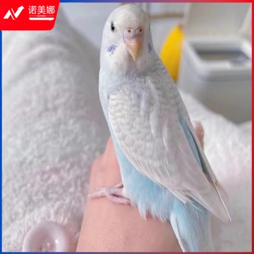 小康轩 鹦鹉小宠物可学说话观赏鸟