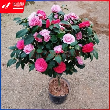 恒品 教具/装具及动植物  精品茶花