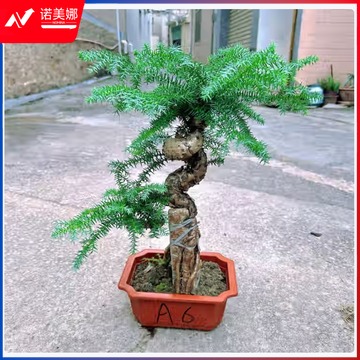 恒品 澳洲杉盆景 定制 教具/装具及动植物
