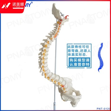 Pnatomy 新款人体脊柱模型人体1:1脊椎模型骨骼可弯曲 教具/装具及动植物