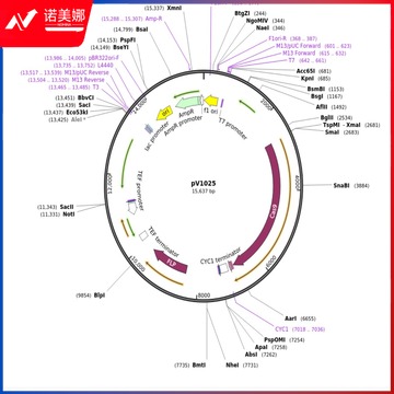 安度斯 addgene  PV1025质粒